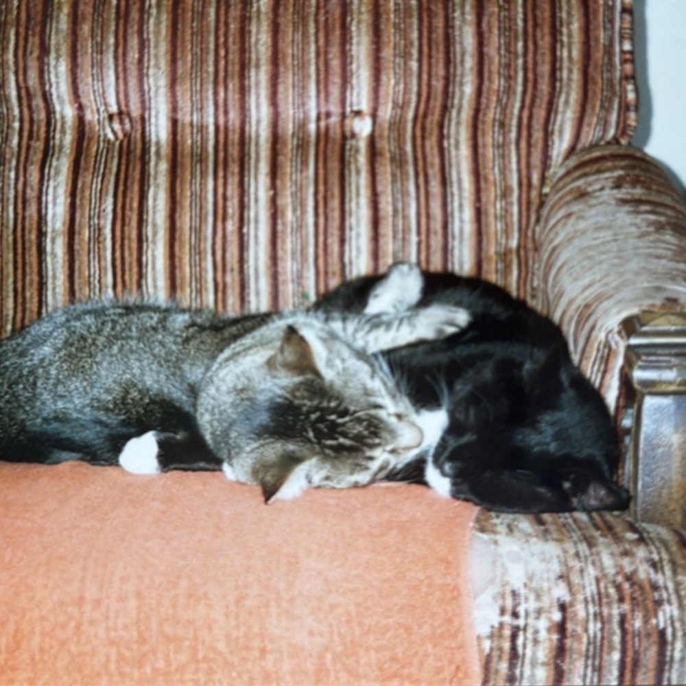 Meet your Posher, RASCAL - Picture 8 of 15